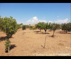 Triscina terreno agricolo con piante di ulivo - 11