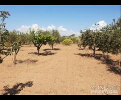 Triscina terreno agricolo con piante di ulivo - 12