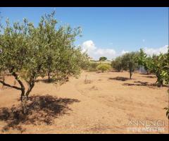 Triscina terreno agricolo con piante di ulivo - 13