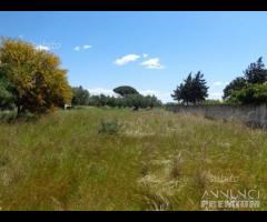 Selinunte terreno edificabile 8000mq - 7