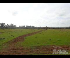 Terreno 23000 mq via Selinunte zona svincolo A29 - 7