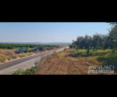 Azienda agricola con uliveto e vigneto di 10 etta