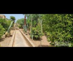 Triscina villa ind. con ampio giardino - 12