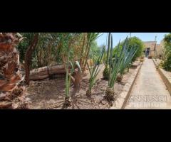 Triscina villa ind. con ampio giardino - 14