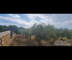 Selinunte terreno agricolo con piante di ulivo