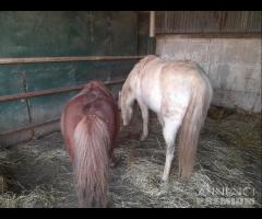 Asini / Pony Vari Chippati (Serve Codice Stalla) - 6