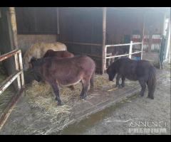 Asini / Pony Vari Chippati (Serve Codice Stalla) - 8