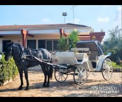 Carrozza Cavalli Bianca