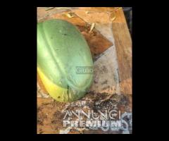 Specchietto Retrovisore Sinistro Chevrolet Matiz / - 7