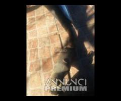 MARMITTA SCARICO TERMINALE HONDA HORNET 600 2003-2 - 10