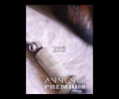 Yamaha XT 550 5Y3 Ammortizzatore Puntone Posterior