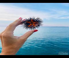 Villa 'Chalet di lusso sul mare PORTO CESAREO - 20