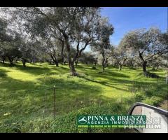 Oristano  Silì - ULIVETO 1.000 piante - 15