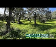 Oristano   ULIVETO 1.000 pian PREZZO RIBASSATO