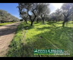 Oristano   ULIVETO 1.000 pian PREZZO RIBASSATO
