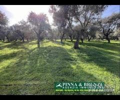 Oristano   ULIVETO 1.000 pian PREZZO RIBASSATO