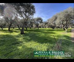 Oristano   ULIVETO 1.000 pian PREZZO RIBASSATO - 6