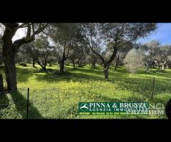 Oristano   ULIVETO 1.000 pian PREZZO RIBASSATO - 9
