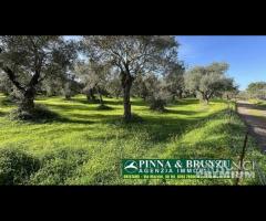 Oristano   ULIVETO 1.000 pian PREZZO RIBASSATO - 10