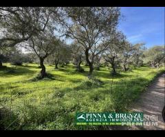 Oristano   ULIVETO 1.000 pian PREZZO RIBASSATO - 11