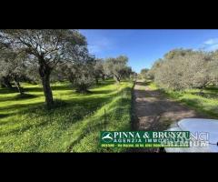 Oristano   ULIVETO 1.000 pian PREZZO RIBASSATO - 12
