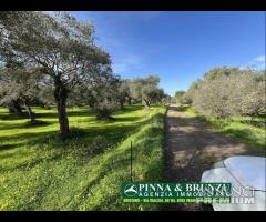 Oristano   ULIVETO 1.000 pian PREZZO RIBASSATO - 14