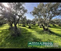 Oristano   ULIVETO 1.000 pian PREZZO RIBASSATO - 17