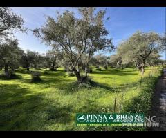 Oristano   ULIVETO 1.000 pian PREZZO RIBASSATO - 18