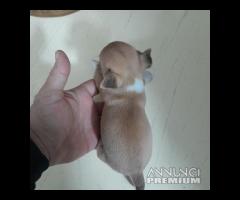 Il cane piu' piccolo al mondo *il chihuahua - 9