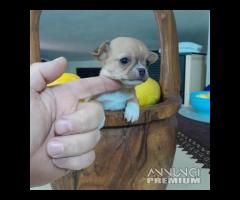 Chihuahua sfiziosissimi*allevamento enci - 6