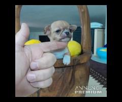 Chihuahua sfiziosissimi*allevamento enci - 7