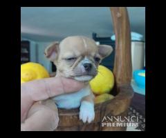 Chihuahua sfiziosissimi*allevamento enci - 9