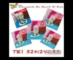 Maltese Taglia Piccola