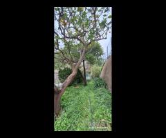 Piano Torre, semi indipendente con spazi esterni