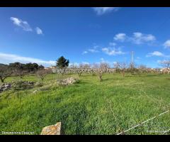 Rif.TA45|Terreno agricolo San Cataldo - 7