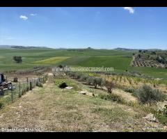 Rif.TA60|Terreno agricolo Serradifalco - 14