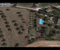 Terreno con ULIVETO a Morro D'Alba - 6