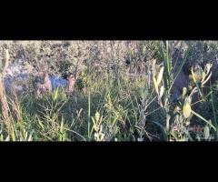 Roccavaldina, terreno agricolo pianeggiante circa - 8