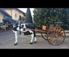 Carrozza Gig Bagozzi Bianchi GLINKOWSKI