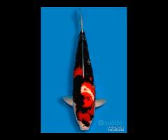 Carpa Koi Showa Nisai Maschio 61cm ExpoKoi