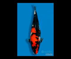 Carpa Koi Showa Nisai Femmina 65cm ExpoKoi