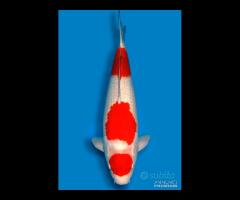 Carpa Koi Kohaku Nisai Maschio 63cm ExpoKoi