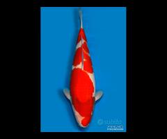 Carpa Koi Kohaku Nisai Femmina 62cm ExpoKoi
