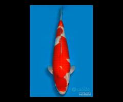 Carpa Koi Kohaku Nisai Maschio 67cm ExpoKoi