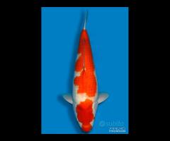 Carpa Koi Kohaku Nisai Femmina 70cm ExpoKoi