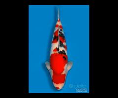 Carpa Koi Sanke Nisai Maschio 61cm ExpoKoi