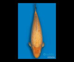 Carpa Koi Ginrin Karashigoi Sansai 87cm Maschio