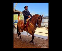 Cavallo Spagnolo Carinoso addestrato