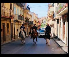 Cavallo Spagnolo Carinoso addestrato