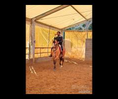 Cavallo Spagnolo Carinoso addestrato